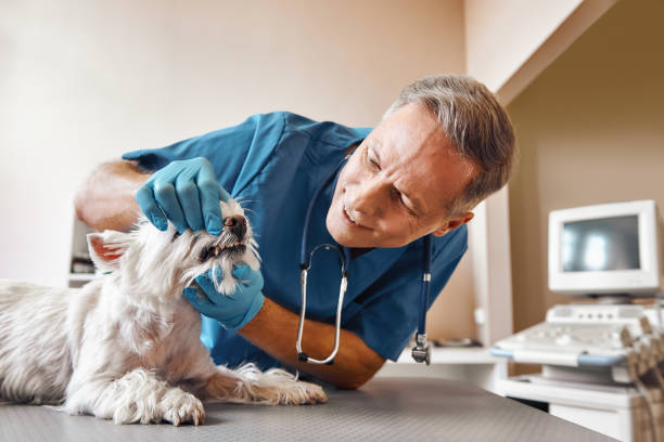Best Walk-In Emergency Dentist in Raymond, MS